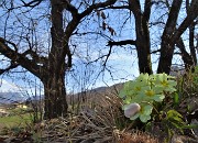 48 Primule gialle (Primula vulgaris) sotto maestosi castagni